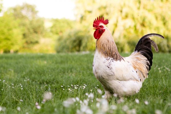Hähnchen zu verkaufen
