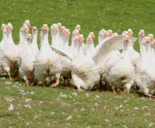 Gans | Pute | Ente Vorbestellungen für die Martins- und Weihnachtszeit sind jetzt möglich!